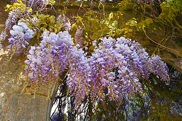 Image showing Beautiful wisteria flowers 