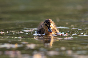 Image showing cute mallard duckling on pond