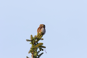 Image showing eurasian pygmy owl on a spruce