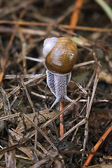 Image showing garden snail macro shot