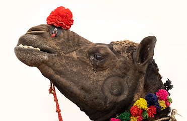 Image showing Camels at the Pushkar Fair, also called the Pushkar Camel Fair o