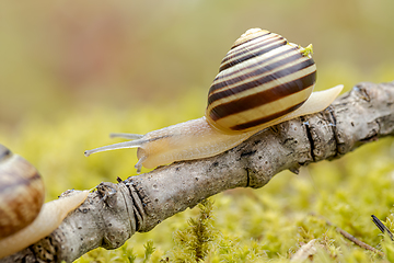 Image showing Snail slowly creeping along super macro close-up