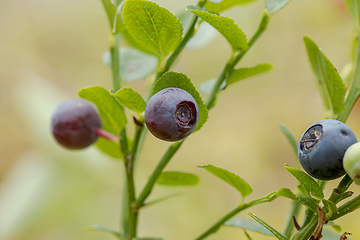 Image showing Blueberry antioxidants on a background of Norwegian nature.