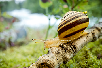 Image showing Snail slowly creeping along super macro close-up