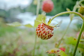 Image showing Berry of ripe strawberries close up. Nature of Norway