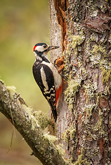 Image showing Great spotted woodpecker bird on a tree looking for food. Great