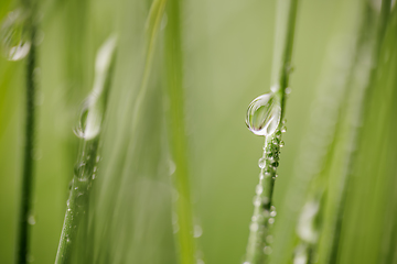 Image showing Green grass close-up super macro shooting.