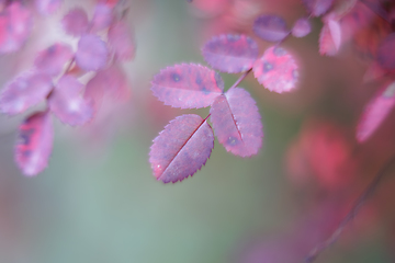 Image showing Background nature taken with a very shallow depth of field.