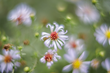 Image showing Closed up of Chamomile taken with a very shallow depth of field.