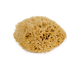 Image showing Natural sponge