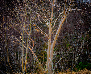 Image showing Trees