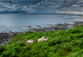 Image showing sheep by the sea