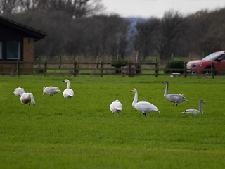 Image showing Bewick's Swans on Walland Marsh