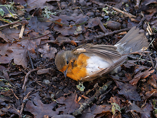 Image showing Dead European Robin