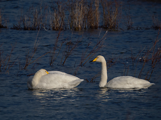 Image showing Whooper Swans