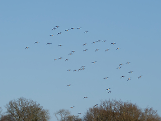 Image showing Barnacle Geese Coming In To Land