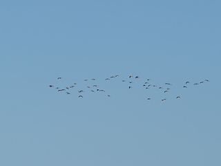 Image showing Barnacle Geese Flying by Weirwood Reservoir