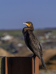 Image showing Cormorant in Sun 