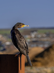 Image showing Cormorant looking Right