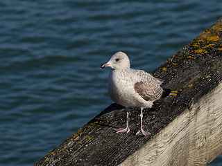 Image showing Herring Gull Juvenile