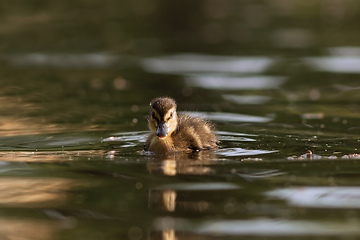 Image showing Anas platyrhynchos duckling