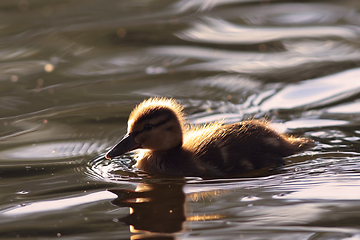 Image showing cute young mallard duckling