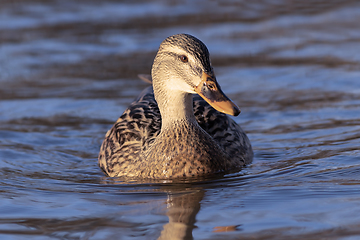 Image showing female mallard swimming towards the camera