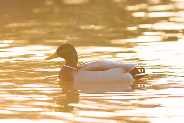 Image showing male mallard in orange light