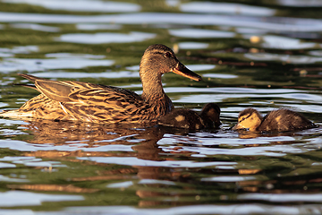 Image showing mallard duck with ducklings