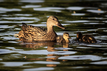 Image showing mallard hen with ducklings