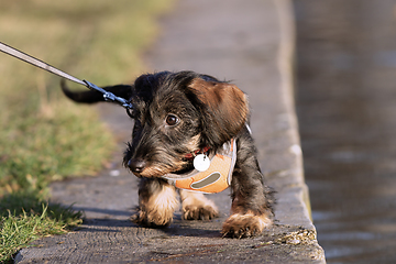 Image showing wire haired dachshund puppy