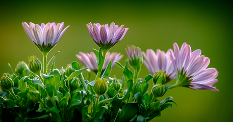 Image showing pink and purple flower