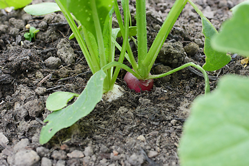 Image showing White and red radishes in an allotment