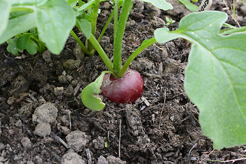 Image showing Single red radish growing in the soil of a vegetable bed