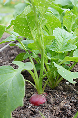 Image showing Row of peppery red radishes growing in rich soil