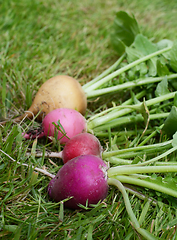 Image showing Four rainbow radishes lying on grass