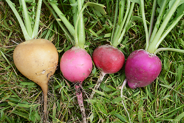 Image showing Four crunchy rainbow radishes lying on green grass