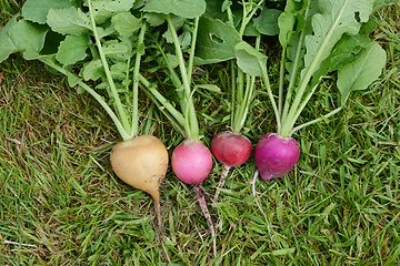 Image showing Freshly-harvested radishes on grass - rainbow variety