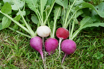 Image showing Five fresh radishes with spiky green foliage