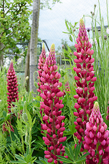 Image showing Deep pink dwarf lupins in a summer garden