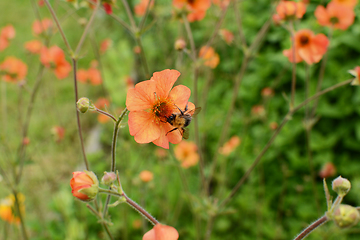 Image showing Tree bumblebee collecting pollen from an orange geum flower