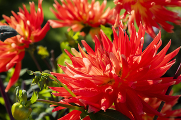 Image showing Orange dahlia