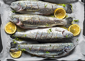 Image showing Trout fish salmon dish