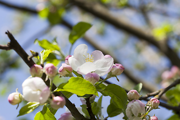 Image showing apple fruit tree