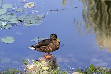 Image showing duck rest