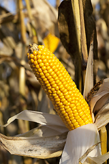 Image showing damaged corn