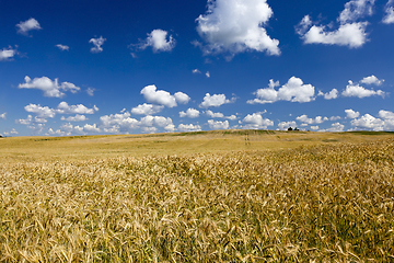 Image showing golden rye