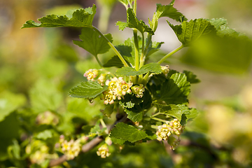 Image showing green blackcurrant flowers