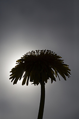 Image showing dandelion silhouette