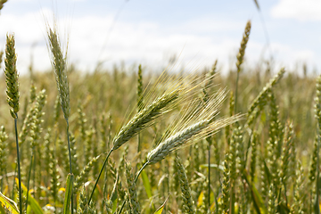 Image showing unripe wheat spikelets